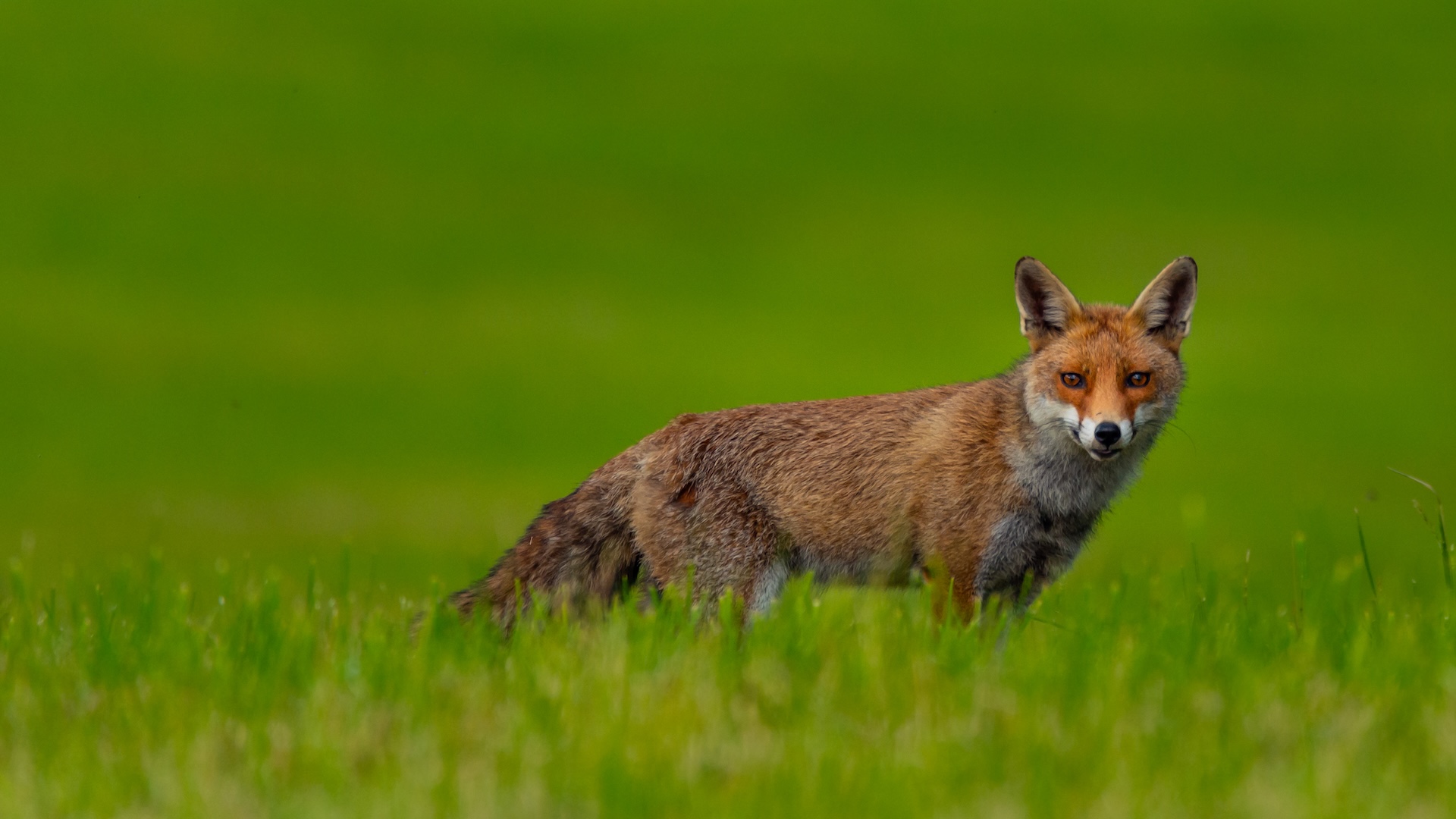 Le nuove linee guida recepiscono le novità introdotte dal Piano Straordinario per il controllo e il contenimento della fauna selvatica