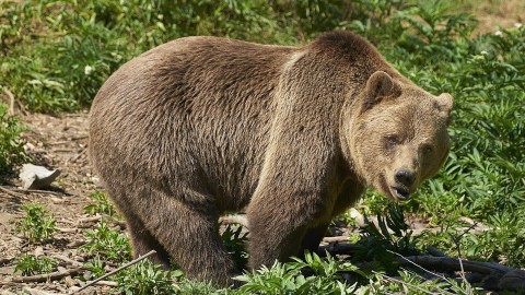 Trentino, al referendum plebiscito contro orsi e lupi