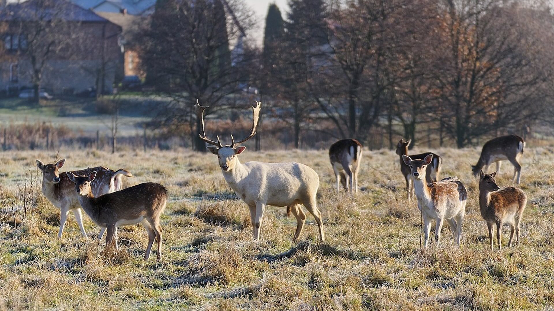 Il master è ideato per formare un tecnico capace di operare una gestione sostenibile della fauna selvatica