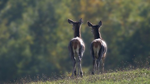 Abruzzo, il Consiglio di Stato salva ancora una volta i cervi