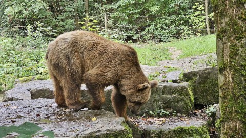 Il Consiglio di Stato salva un orso morto, ma il problema va ben oltre