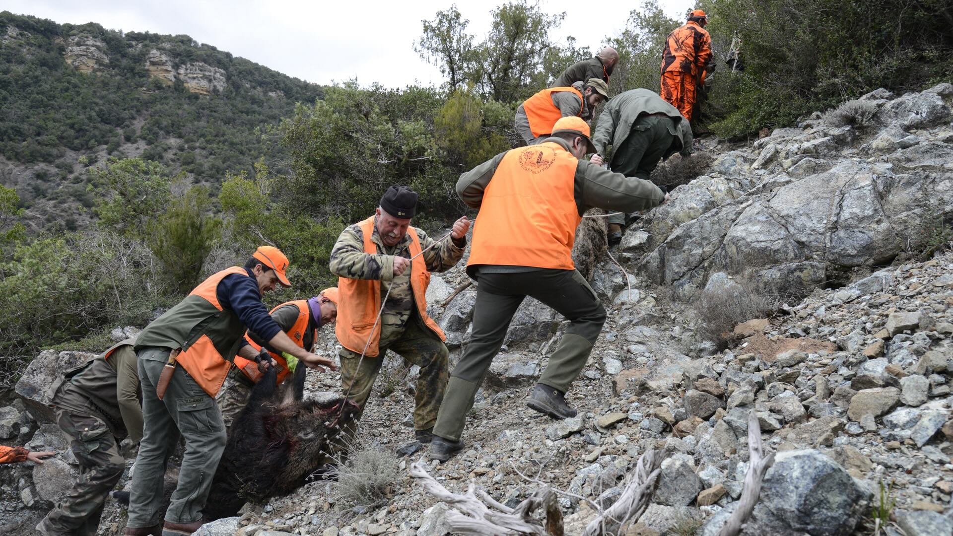 Federcaccia ha rimarcato il ruolo cruciale avuto dagli appartenenti alle squadre di caccia al cinghiale