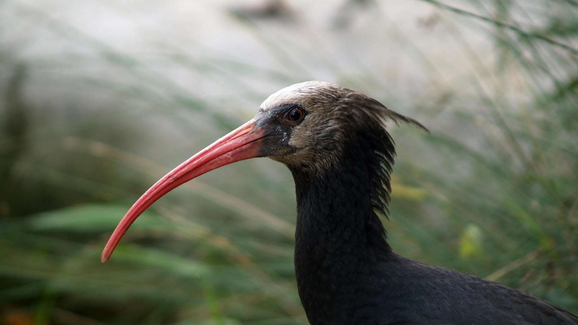 Grazie a vaste misure di conservazione l'ibis eremita è tornato a popolare l’area della Alpi