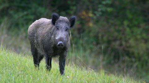 Psa, in Calabria dopo venti mesi di stop forse al via il depopolamento