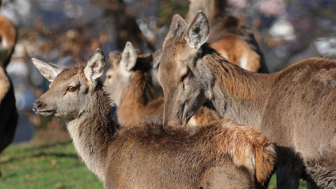 Cervi in Abruzzo, gli animalisti hanno già vinto prima della sentenza