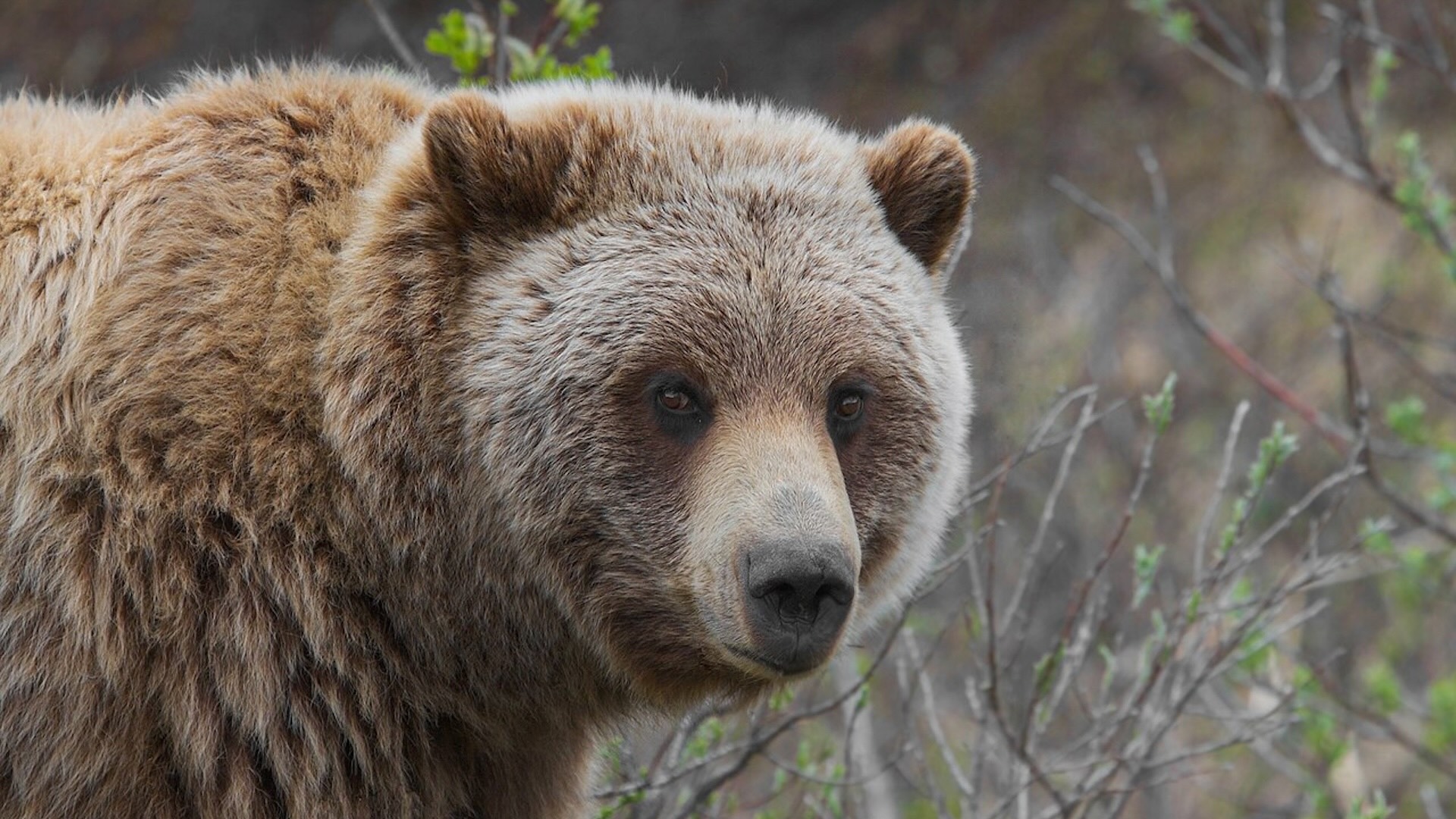 L'orso era sotto osservazione da quando aveva insistentemente seguito una persona