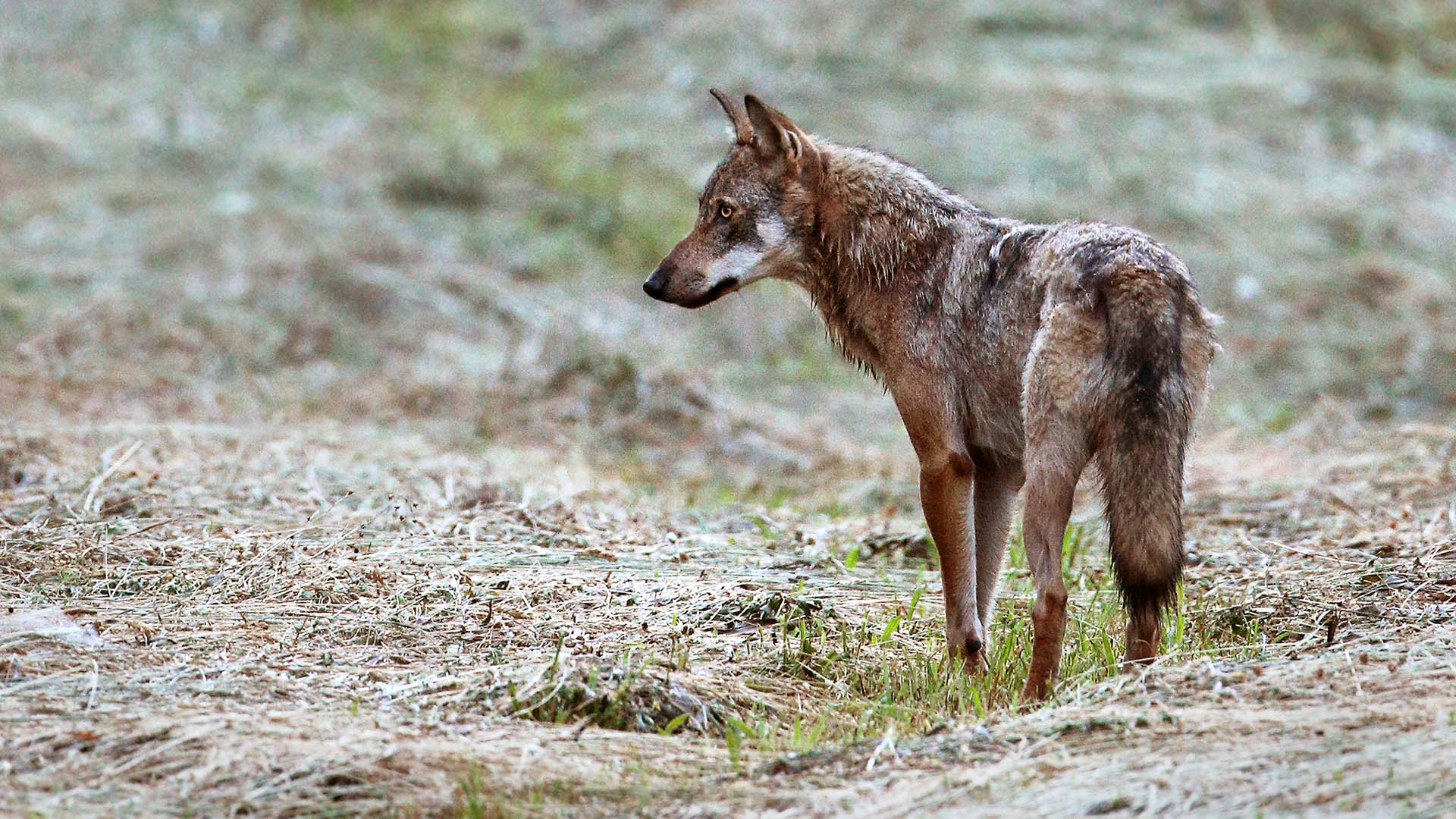 Il lupo non è più specie rigorosamente protetta