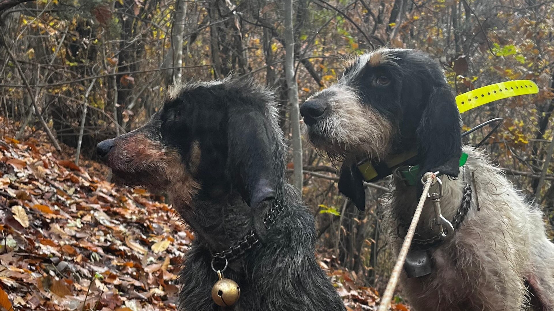 La nota sottolinea che nelle operazioni di controllo possono essere usati al massimo tre cani