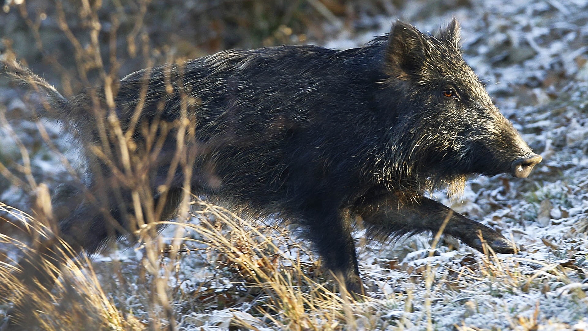 L'Uncc è la settoriale Federcaccia dedicata alla caccia in braccata