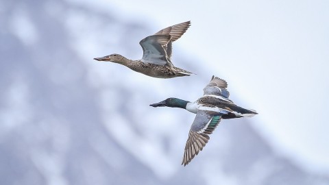 Influenza aviaria, registrato il primo caso grave nell'uomo