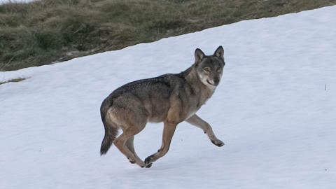 A rischio il declassamento del lupo?