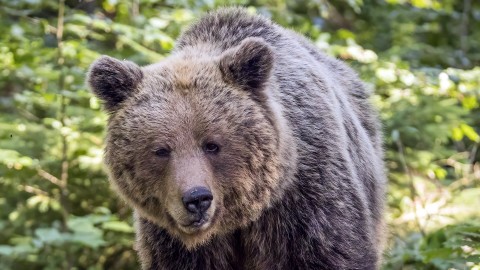 L'orso tra conservazione e altri interessi giuridicamente rilevanti