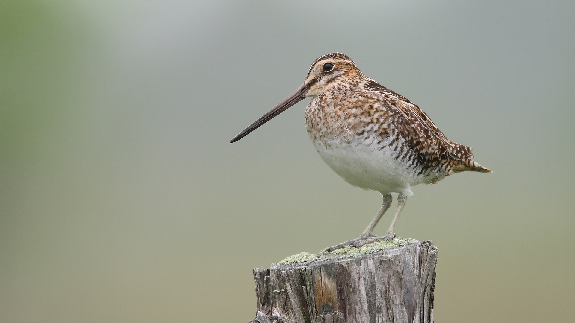 I dati raccolti hanno evidenziato la stabilità della specie nell'ultimo decennio