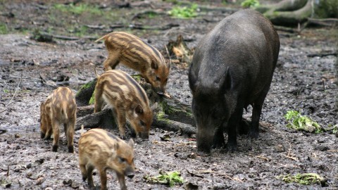 Peste suina africana: eradicata la malattia nel Lazio