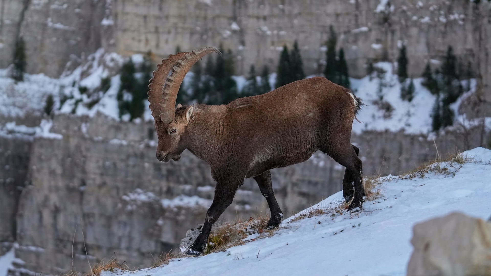 La specie è stata oggetto di un progetto di reintroduzione avviato negli anni '90