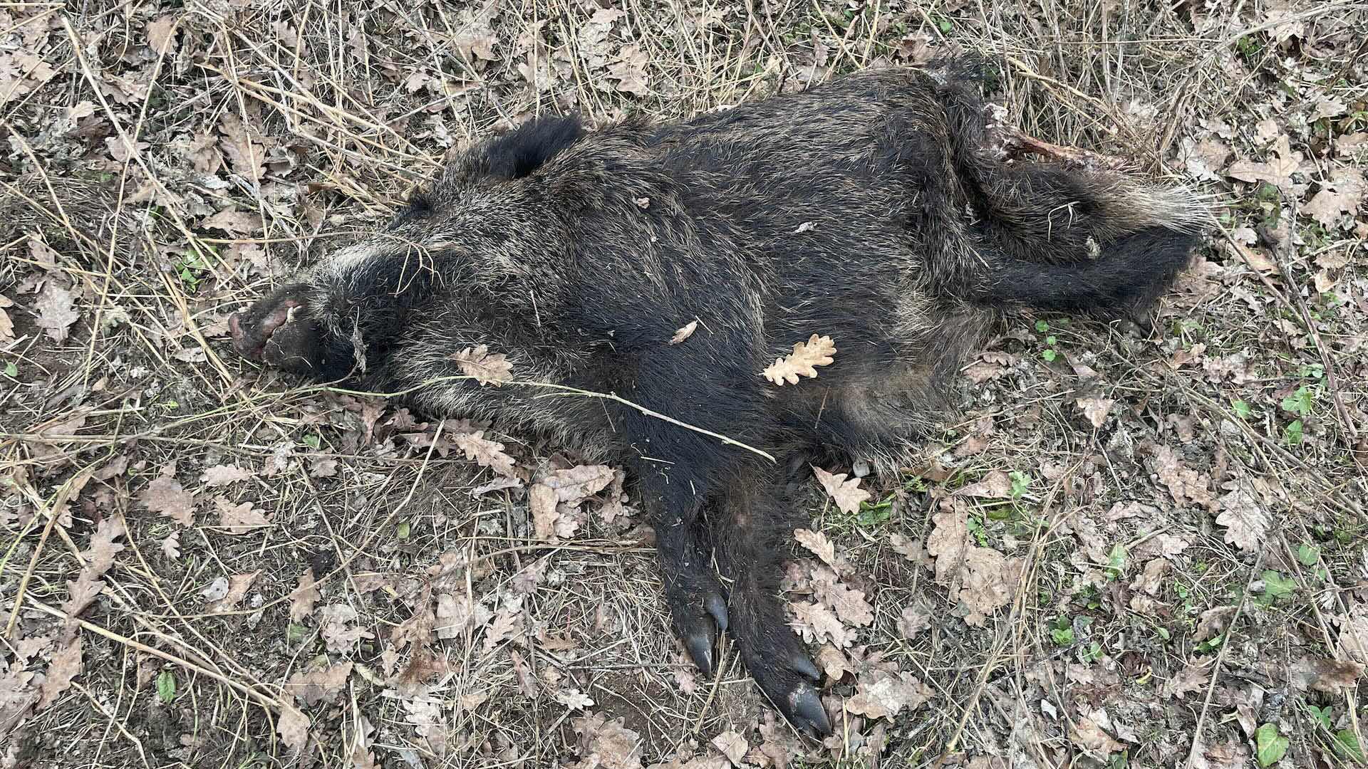 L’incontro si è tenuto dopo che sono state trovate nella zona alcune carcasse di cinghiale infette