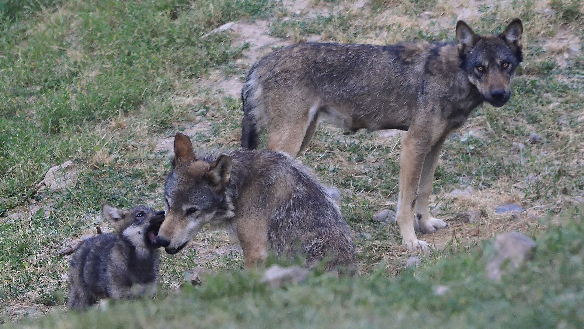 Tra i relatori sarà presente il professor Marco Apollonio, ordinario di Zoologia all’Università di Sassari