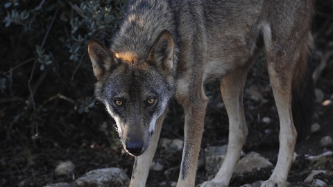 Crolla il dogma dell’intoccabilità del lupo