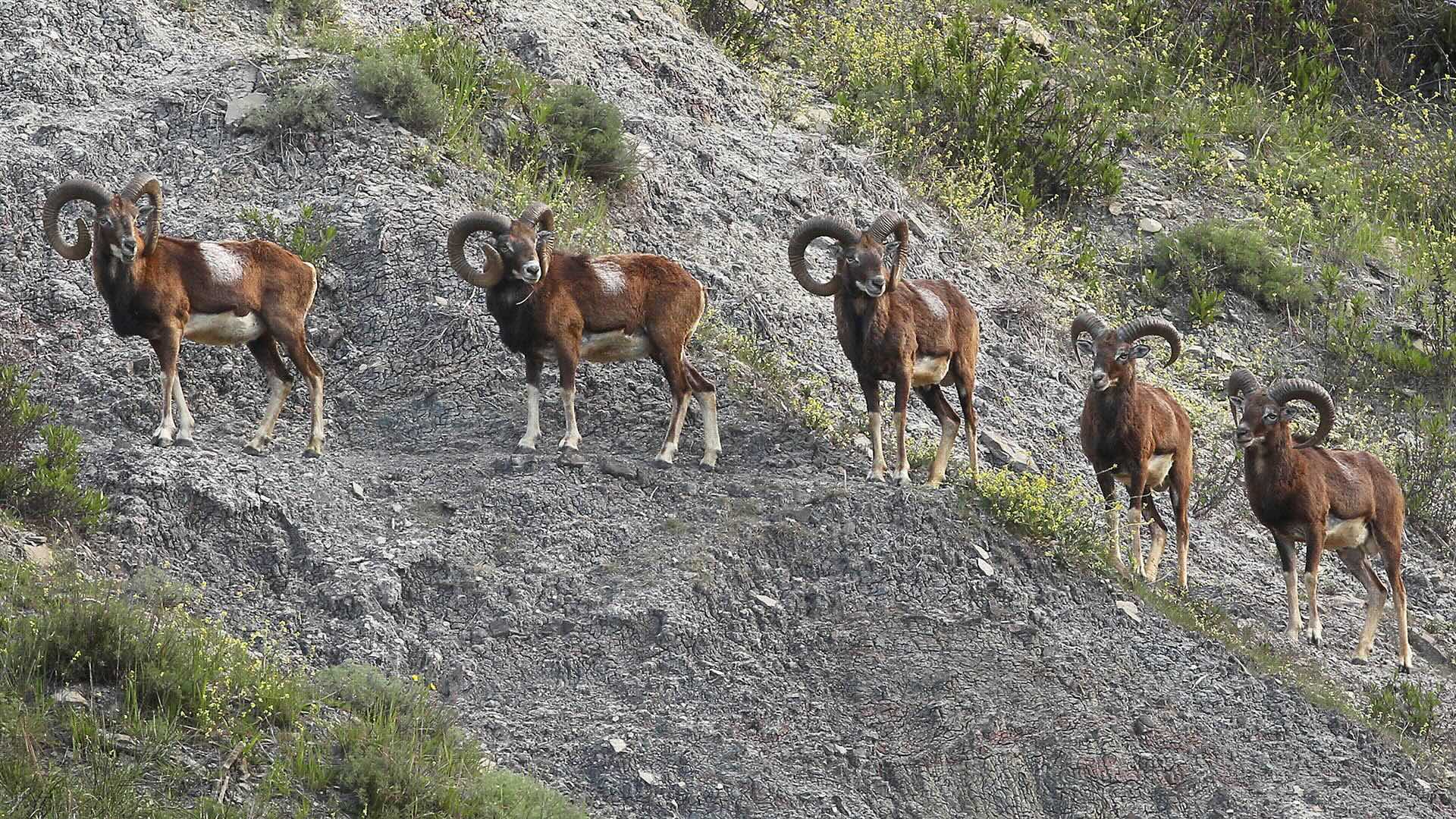 “Finanza per la conservazione della fauna selvatica: investire nelle persone e nel pianeta” è il tema scelto per celebrare la Giornata mondiale della fauna selvatica