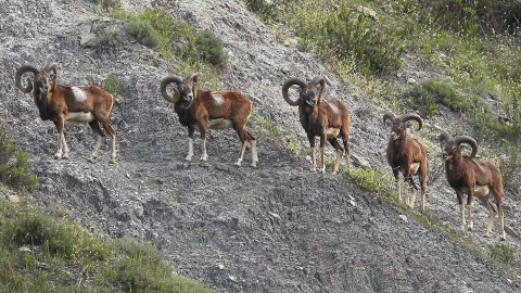 Servono più investimenti per la fauna selvatica