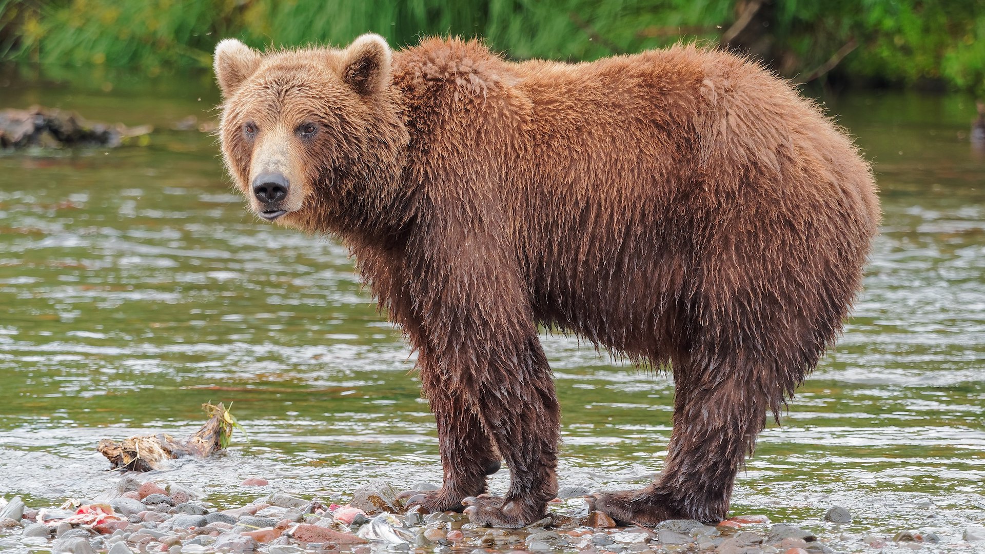 Il cucciolo di orso  stato trovato morto da un cacciatore di cervi